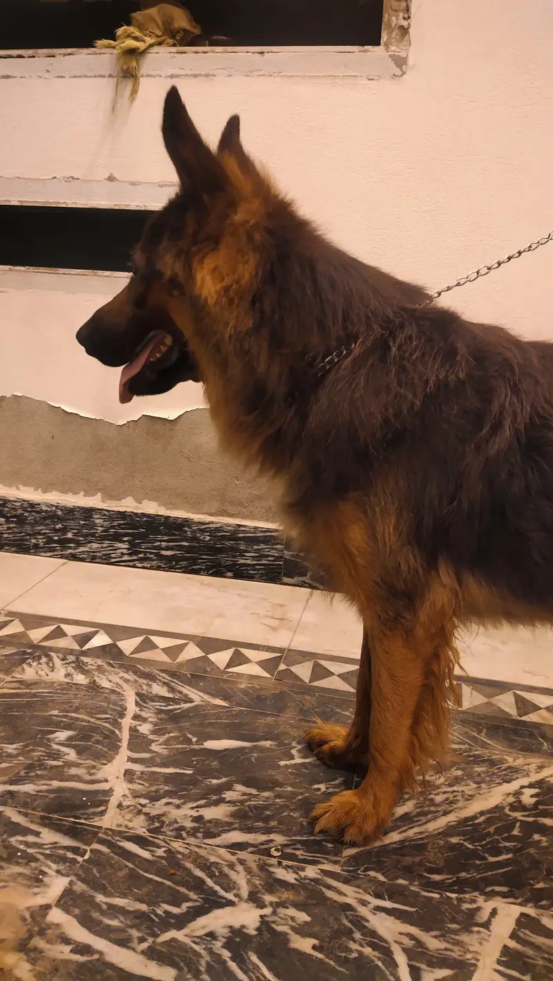 the dog is long coat