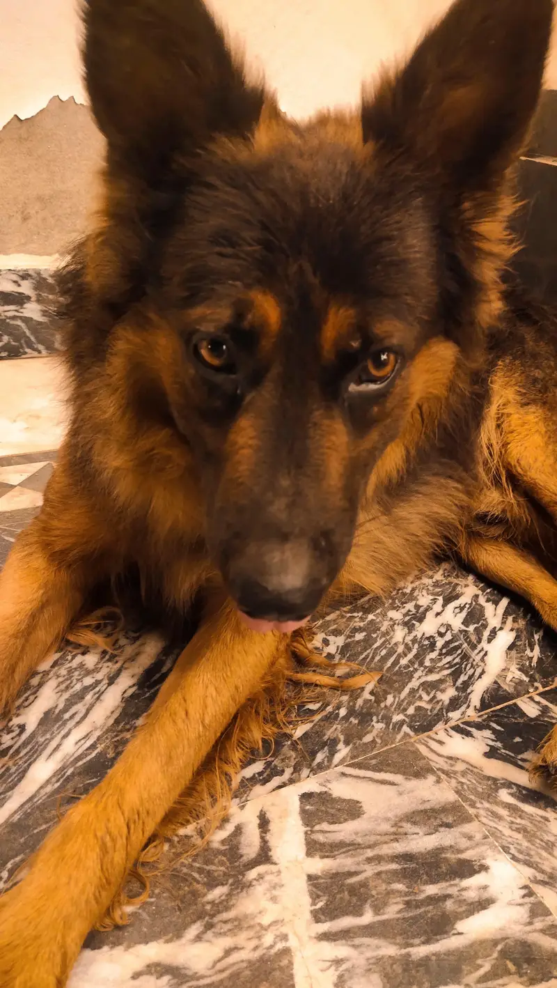 the dog is long coat — photo 4