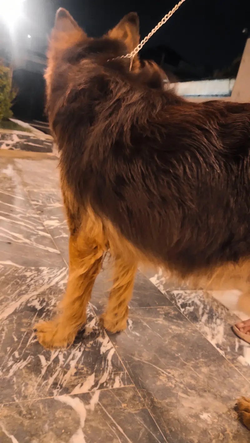 the dog is long coat — photo 5