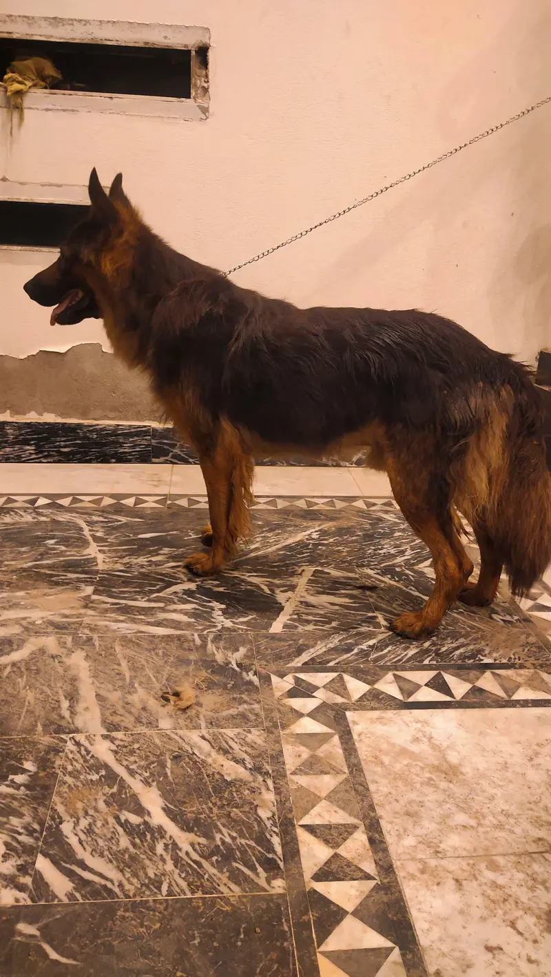 the dog is long coat — photo 6