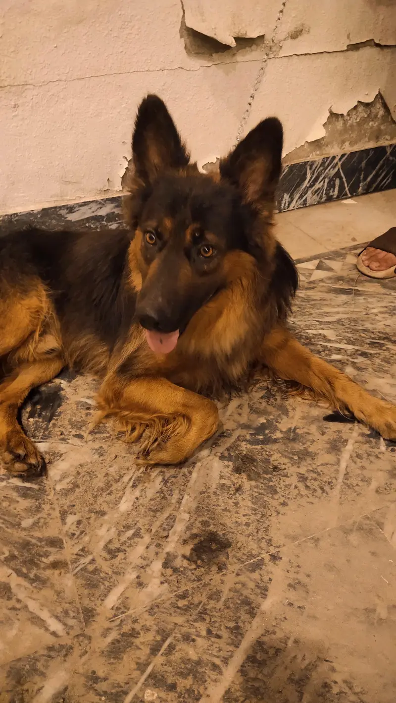 the dog is long coat — photo 7