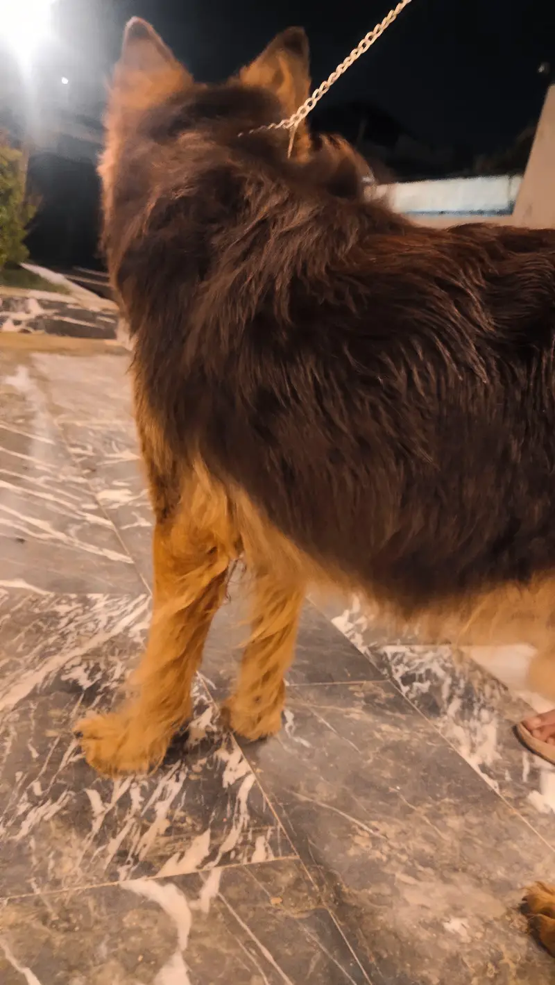 the dog is long coat — photo 8
