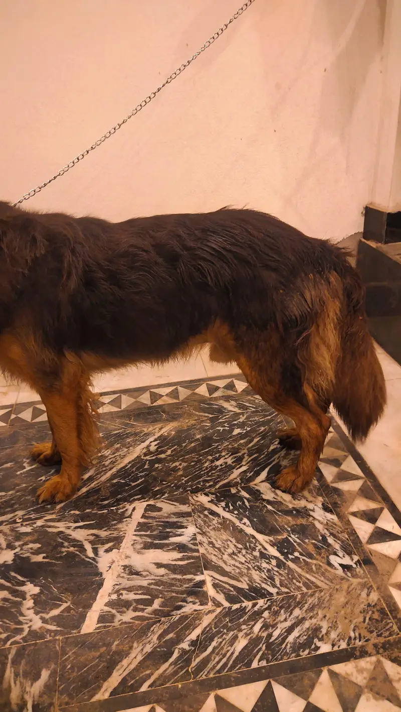 the dog is long coat — photo 9