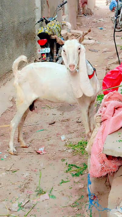 new add gulabi bakri 2 month ki gaban ha