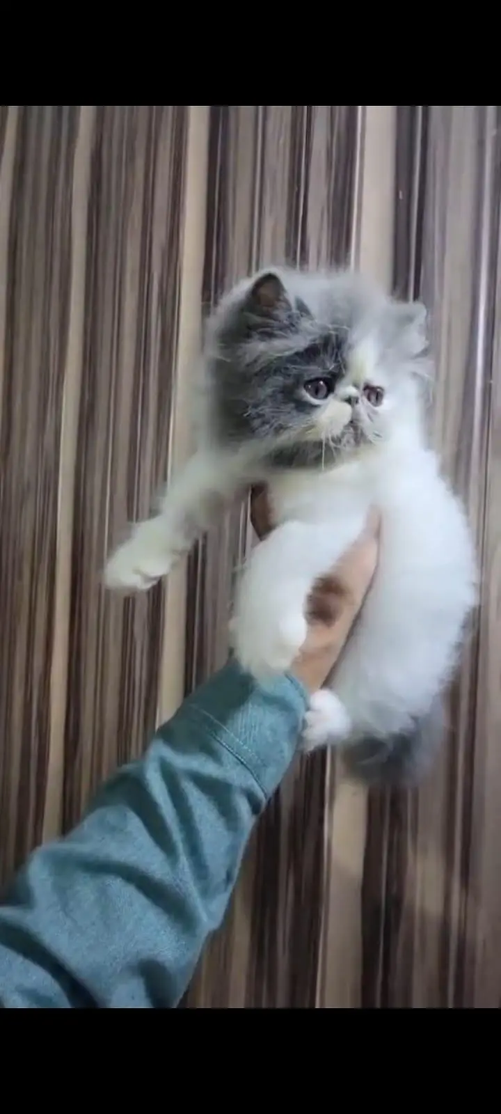 Persian Male Kitten Triple Coated Peki Punch — photo 2