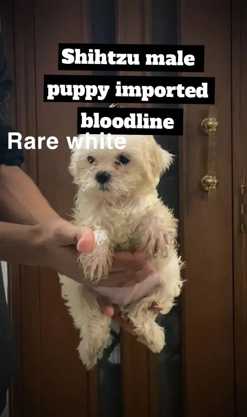 Shihtzu puppy male — photo 2