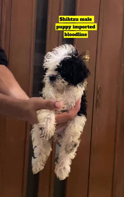 Shihtzu puppy male