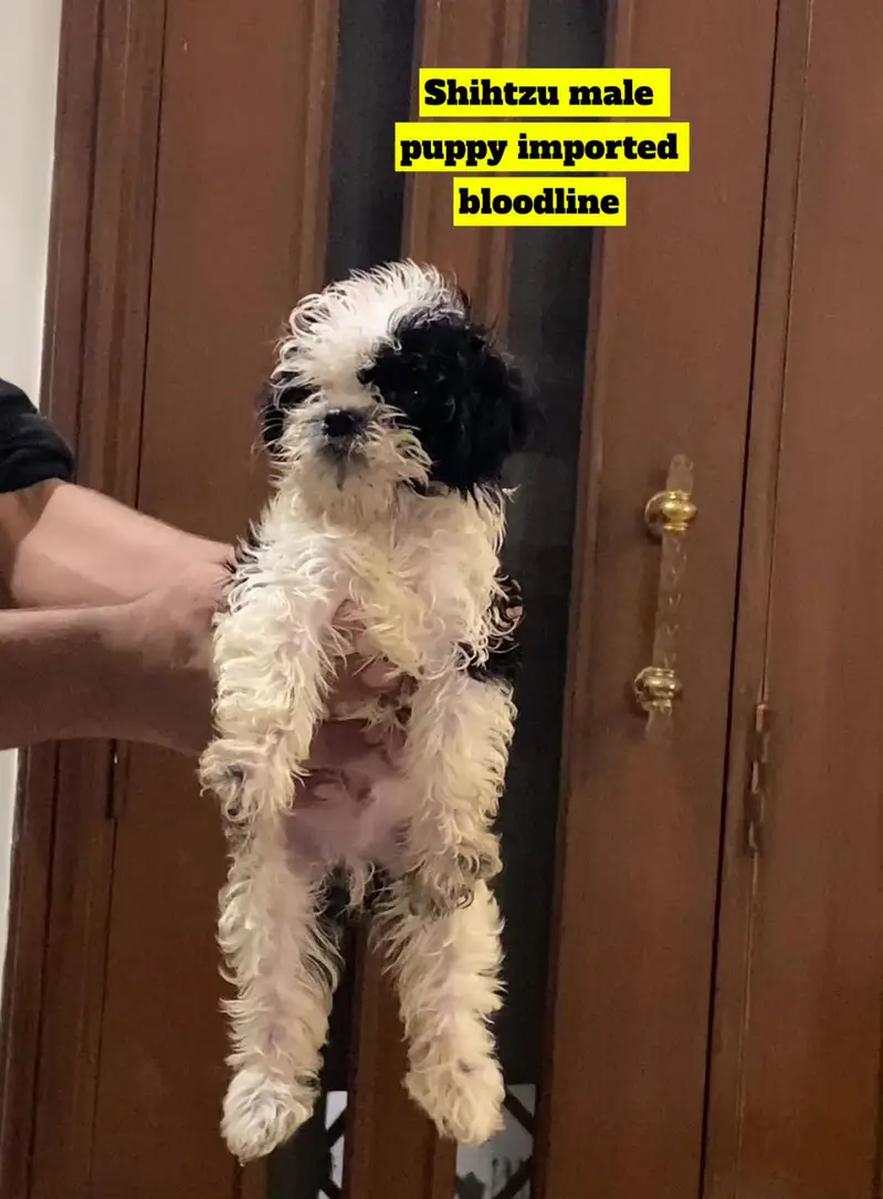 Shihtzu puppy male — photo 3