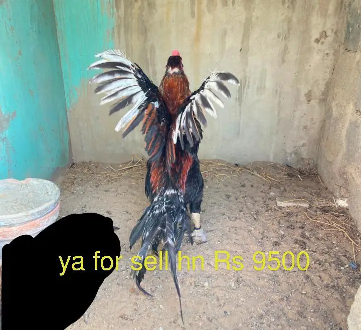 aseel mianwali nagore  03152777437 — photo 3