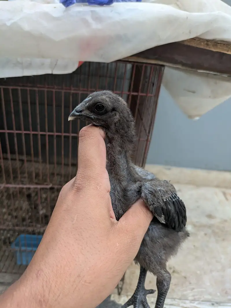 Dragon Thai — photo 6