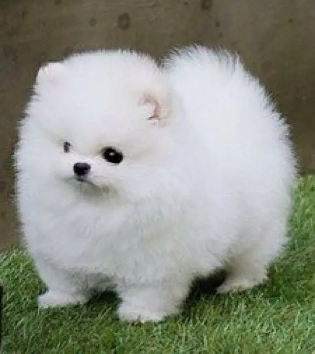 Pomeranian puppies