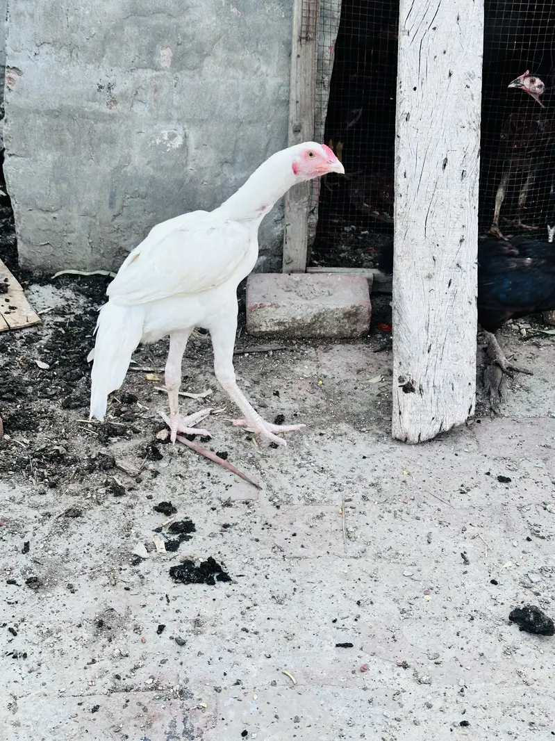 Heera Aseel — photo 3