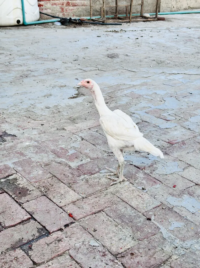 Heera Aseel — photo 4