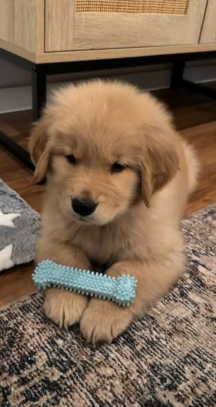 Golden retriever puppies