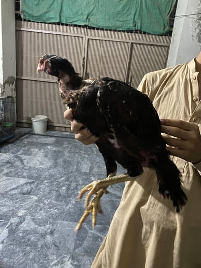 Thai Hens For sale