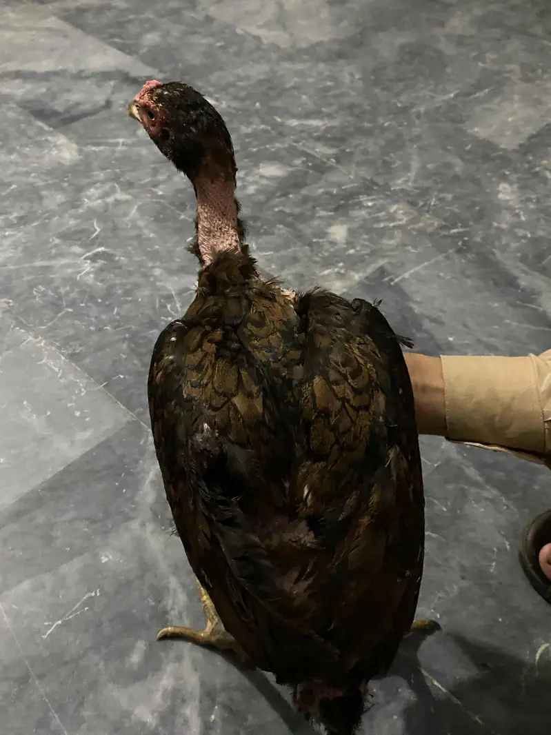 Thai Hens For sale — photo 2
