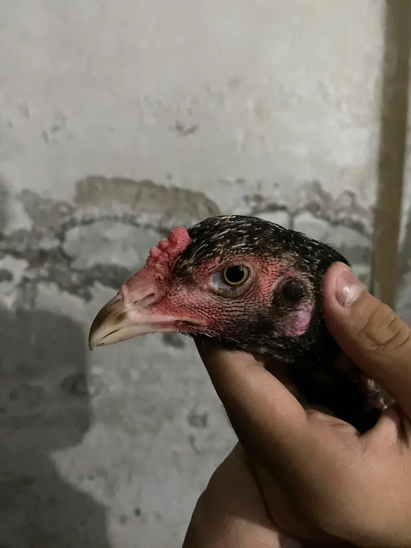 Thai Hens For sale — photo 3