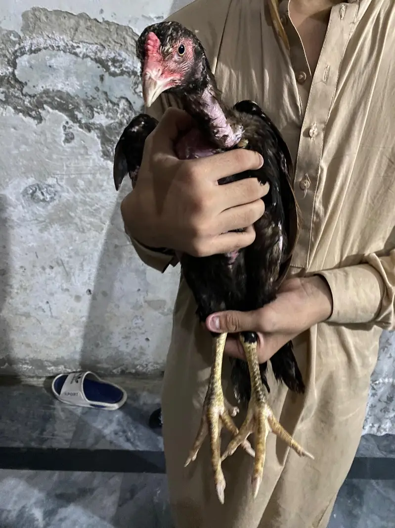 Thai Hens For sale — photo 4