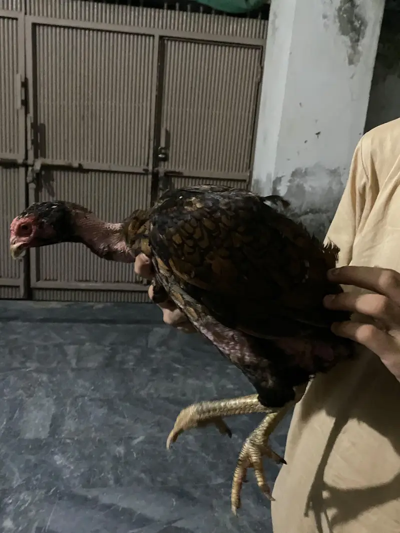 Thai Hens For sale — photo 5
