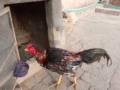 Aseel Pair with 3 chicks setup urgent sale