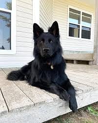 pedigree long coated black german shepherd puppies for sale