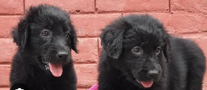 Black German shepherd puppies for sale