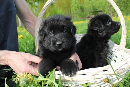 pedigree Long coated Black German shepherd puppies for sale