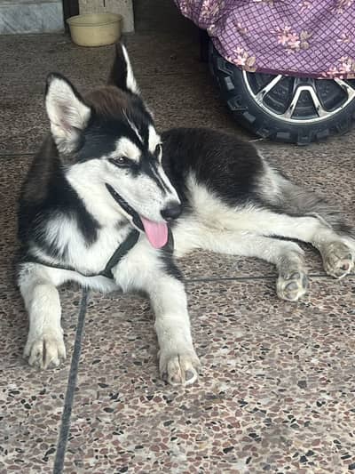 Husky for sale for lovers