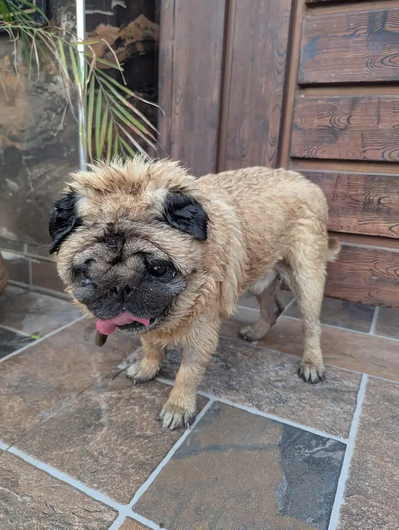 extreme punch face imported Pug — photo 2