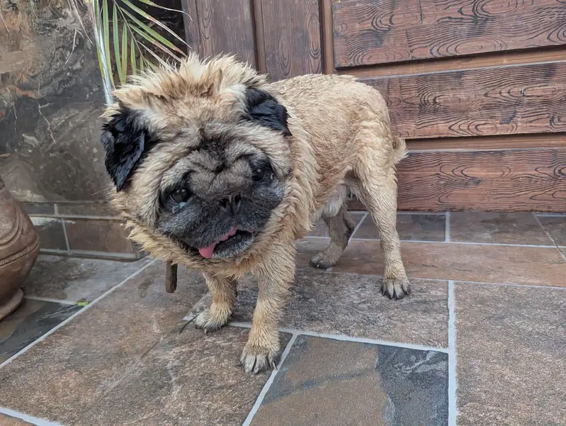extreme punch face imported Pug — photo 3