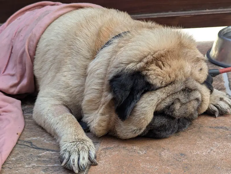 extreme punch face imported Pug — photo 4