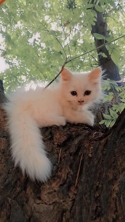 Persion Female kitten