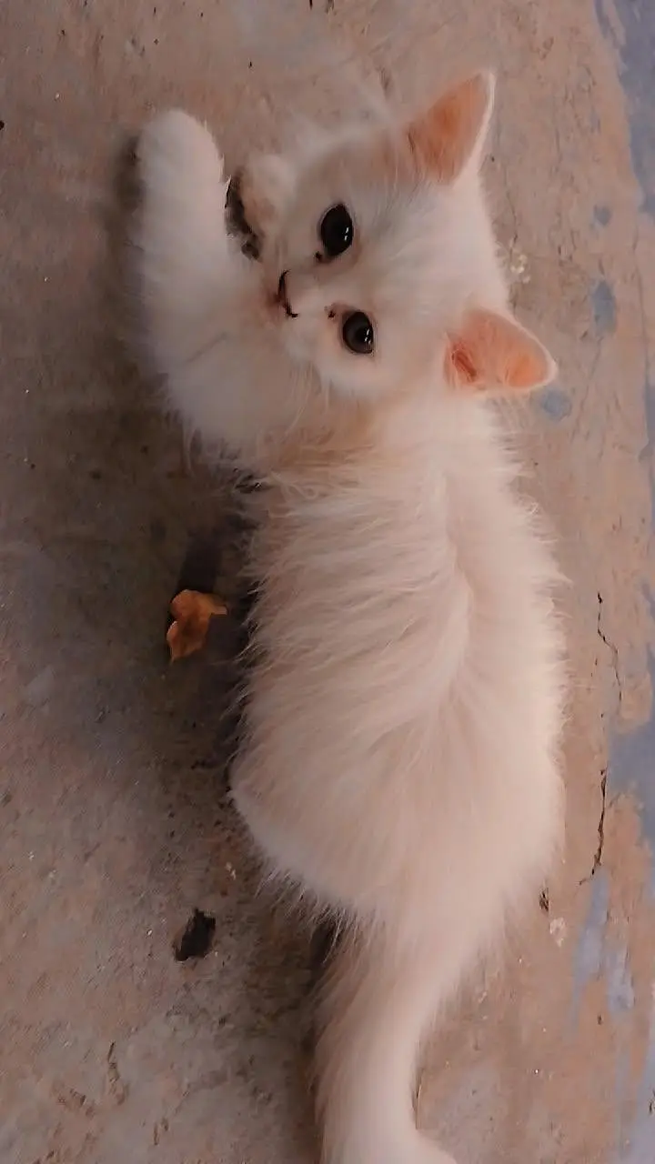 Persion Female kitten — photo 2