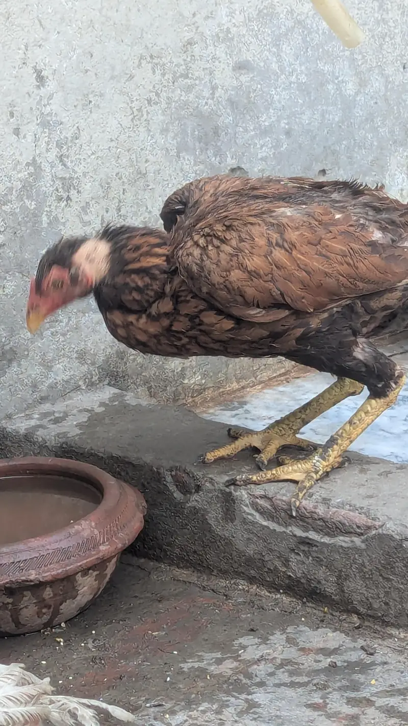 Aseel Pair with chicks — photo 2