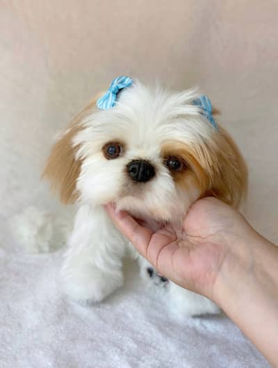 Shihtzu puppies 92@313*9363417