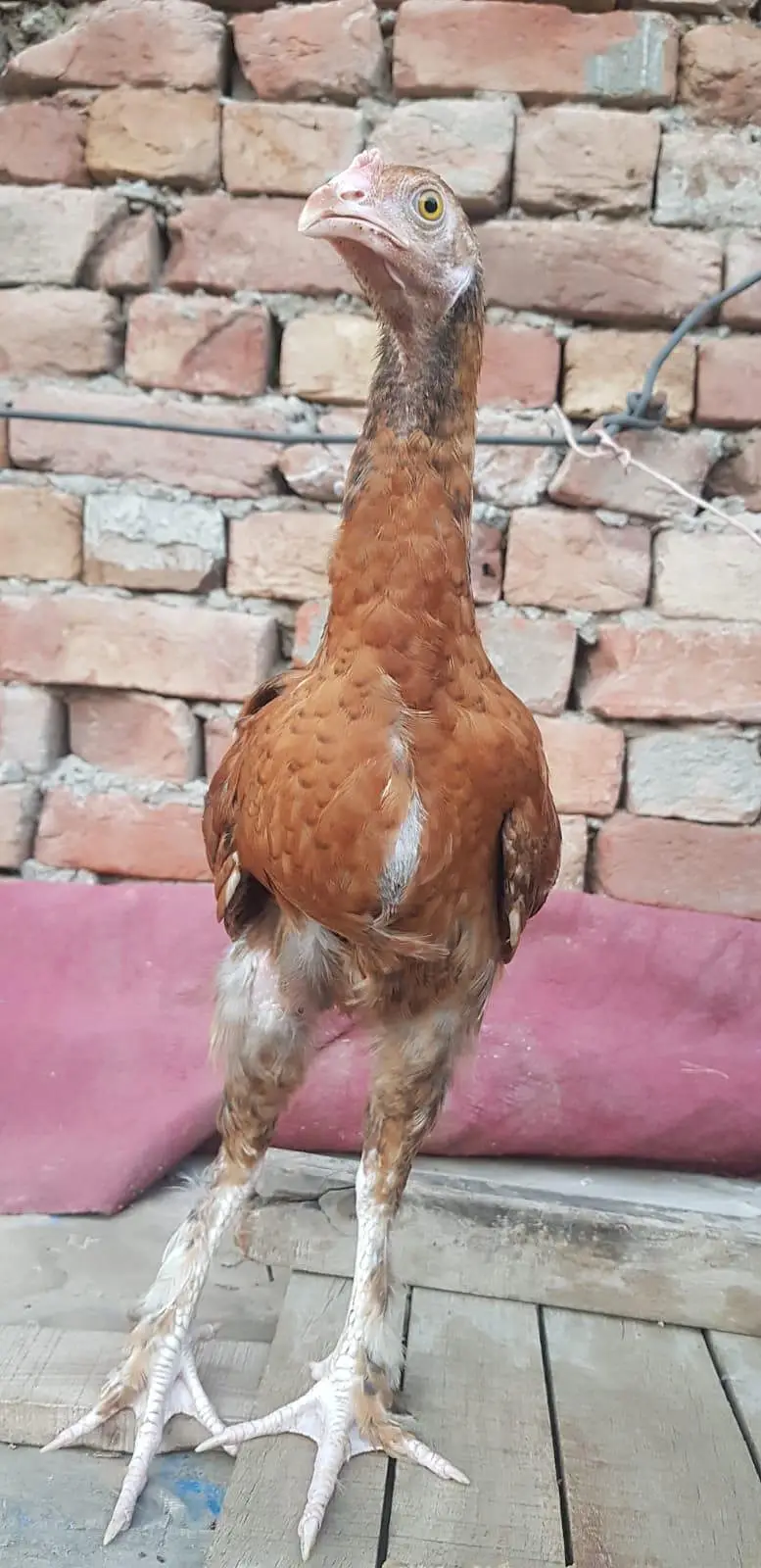 Aseel patha cross with golden buff — photo 2