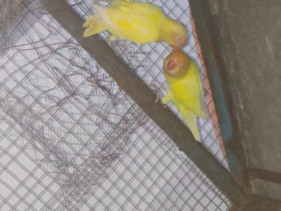 red eyes love bird
