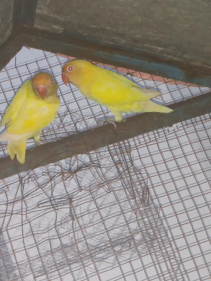 red eyes love bird — photo 2