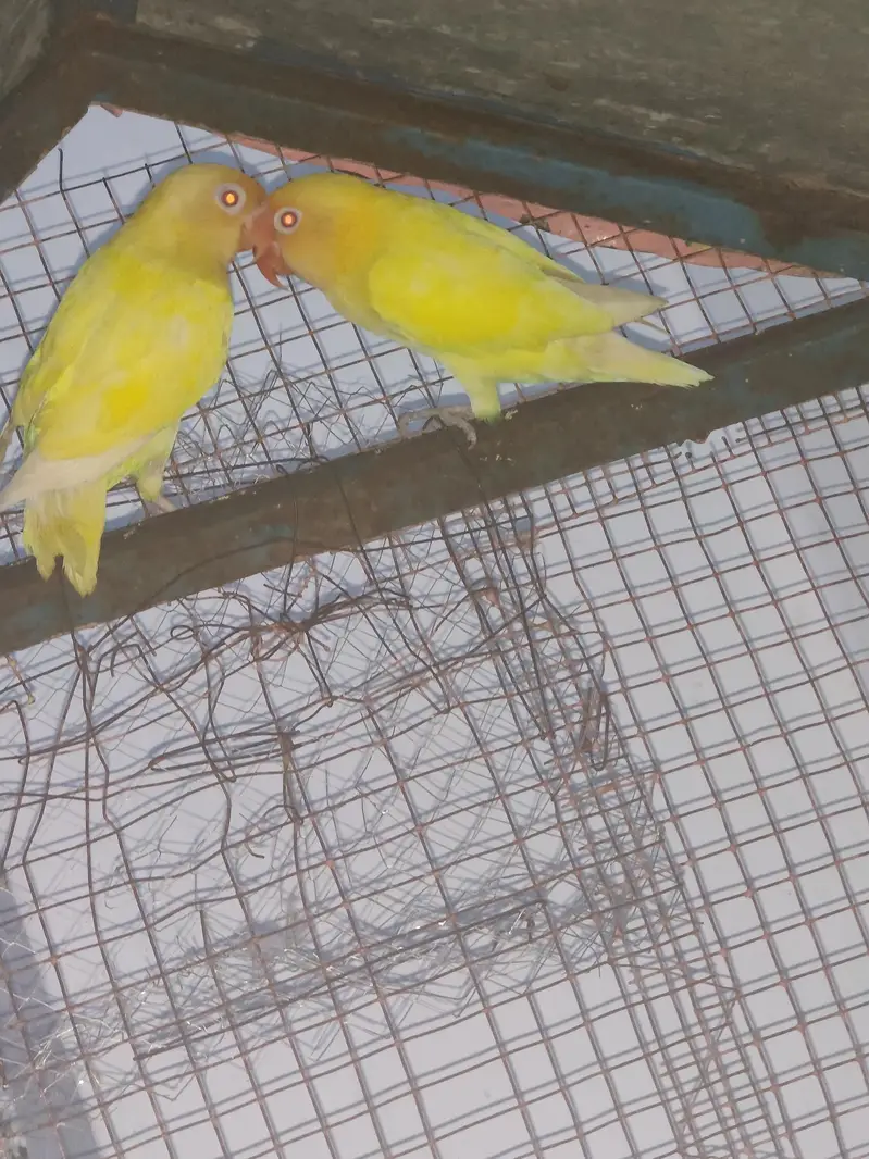 red eyes love bird — photo 3