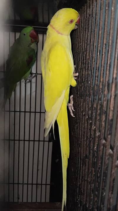 Mangoo beauti Breeder Male