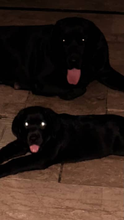 Black Labrador Male Puppy