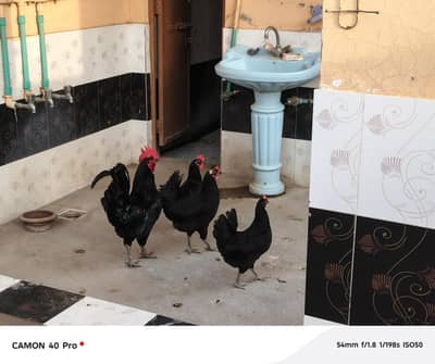 Australorp set for sale
