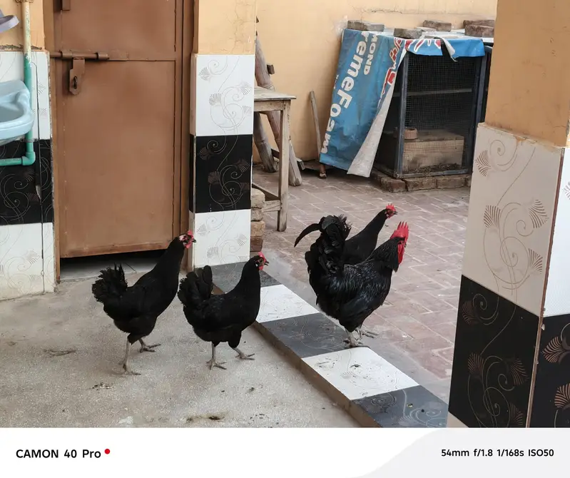 Australorp set for sale — photo 2