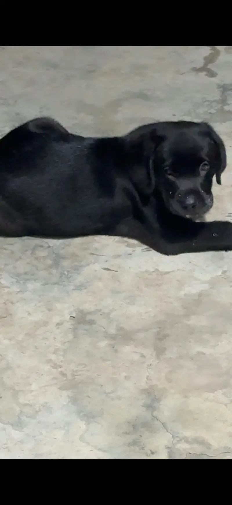 Black Labrador Male Puppy — photo 2