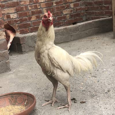 Aseel heera sale