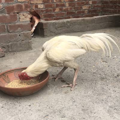 Aseel heera sale