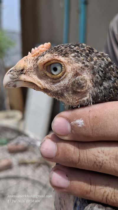 Blue aseel chicks for sale