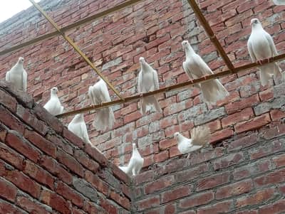 Fancy white fantail pigeons