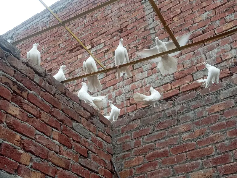 Fancy white fantail pigeons — photo 2