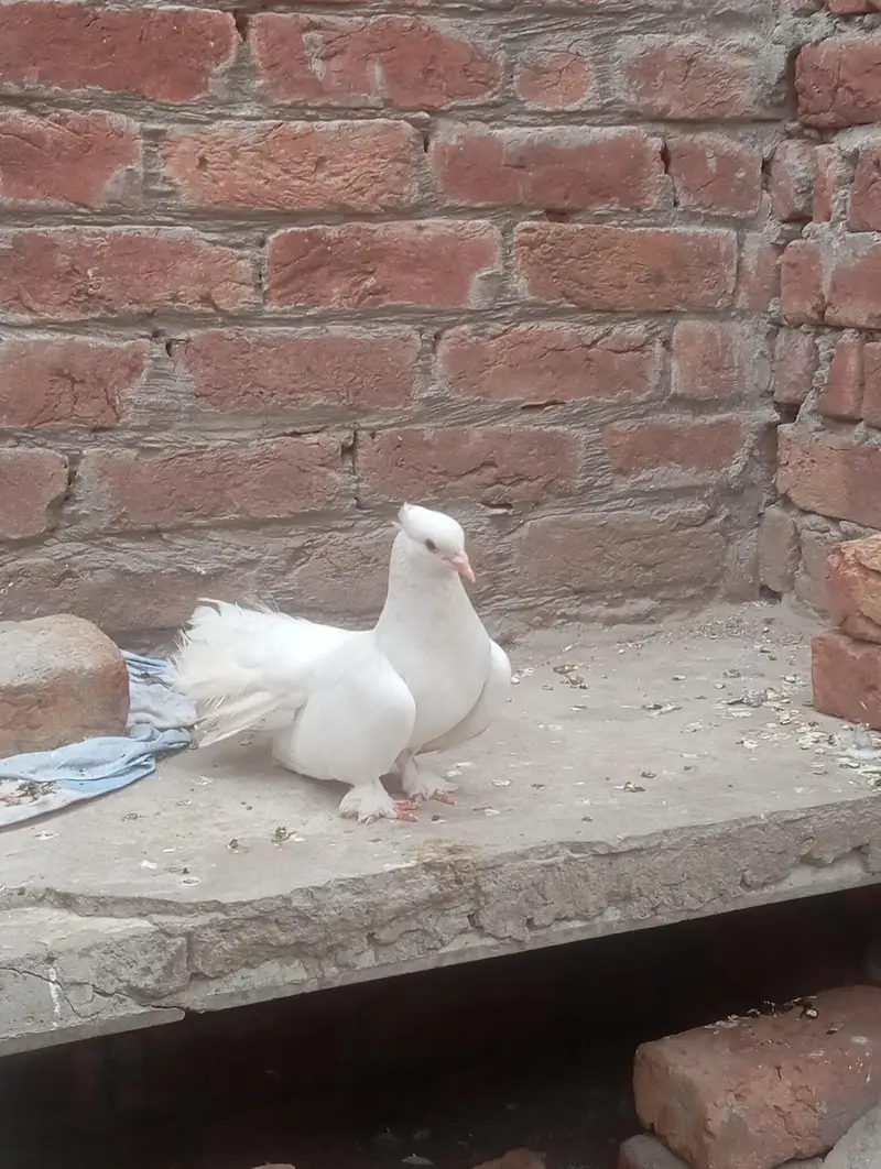 Fancy white fantail pigeons — photo 3